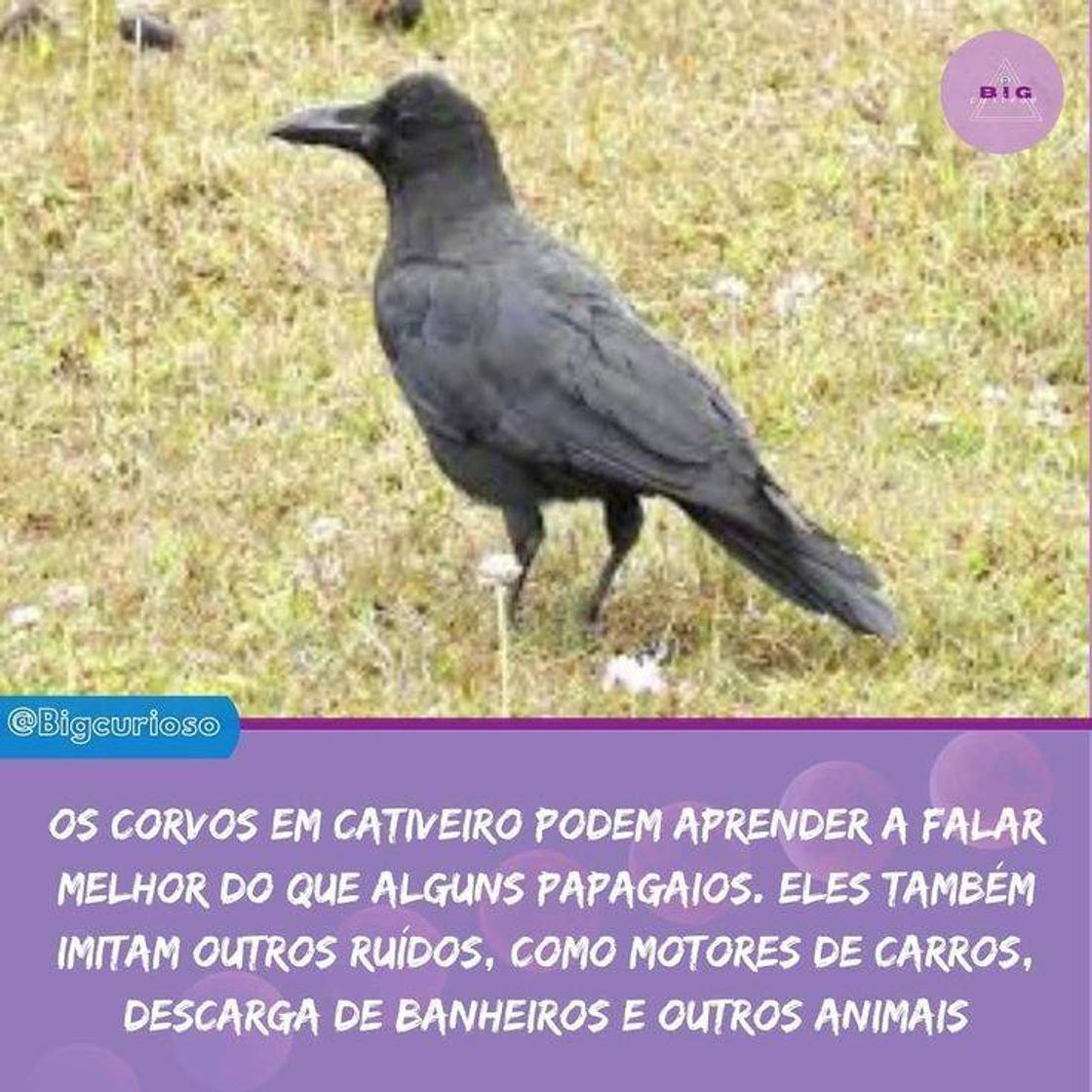 Social  curiosidade sobre os corvos