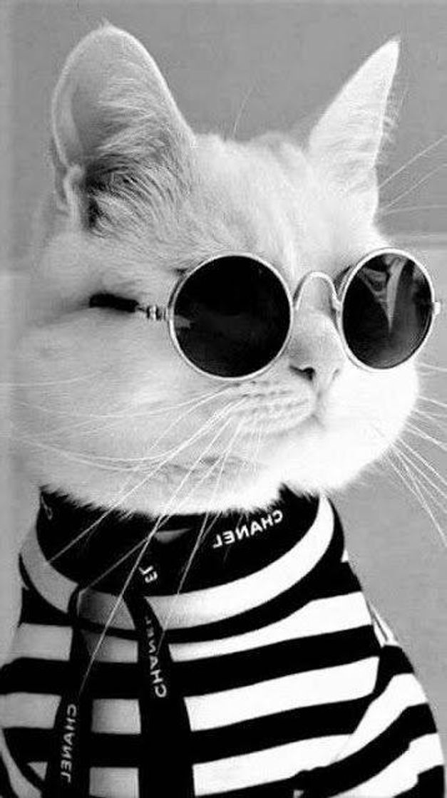 Social gato retrô