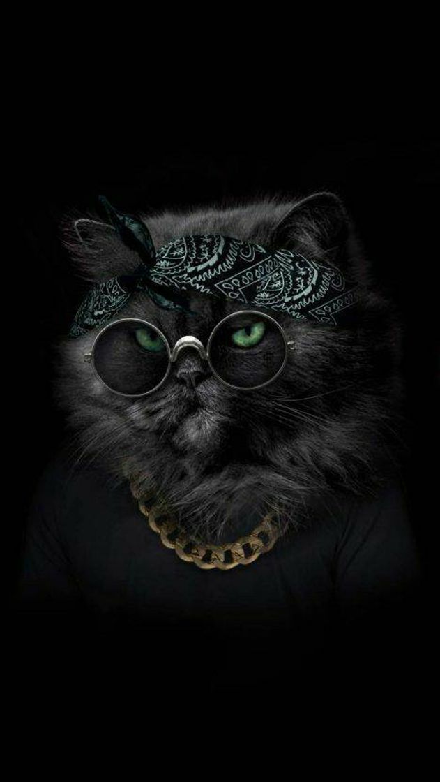 Social drip de gatojkkk