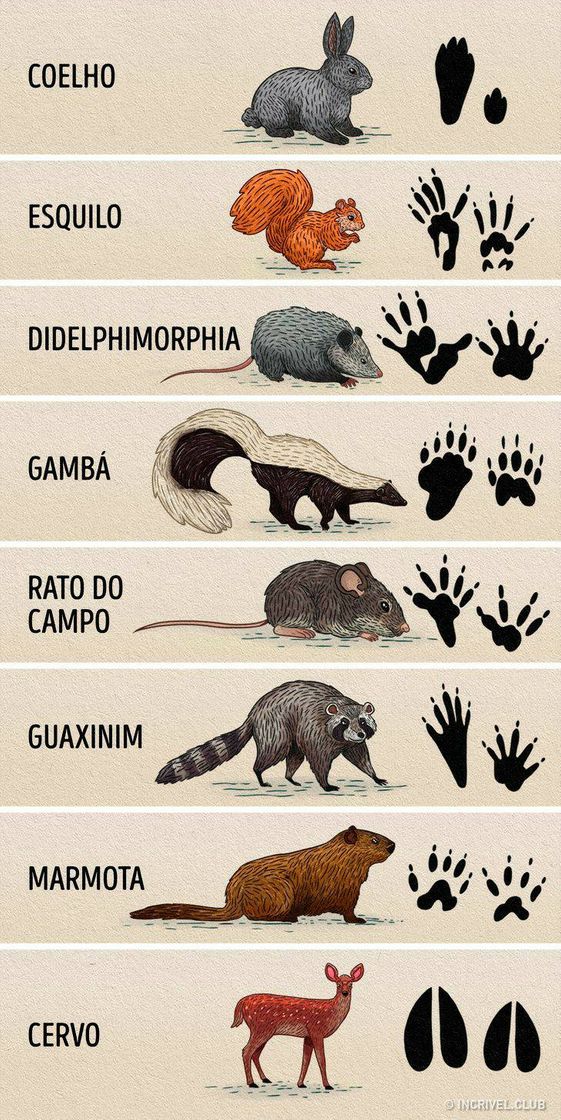 Social pegada de alguns animais