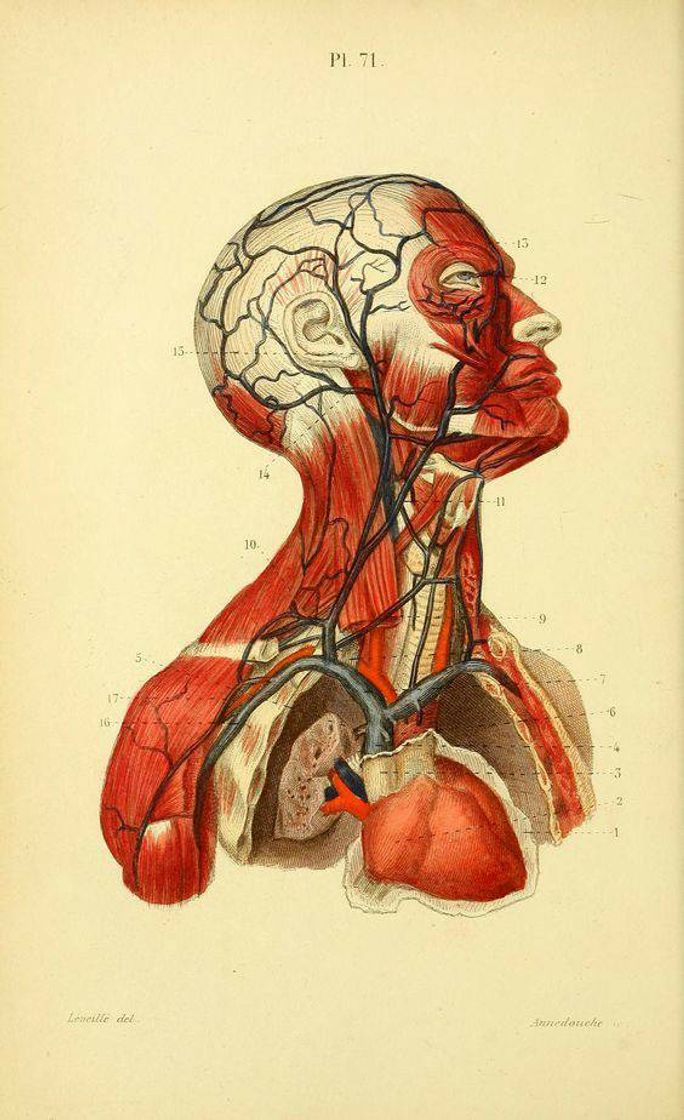 Social wallpaper anatomia