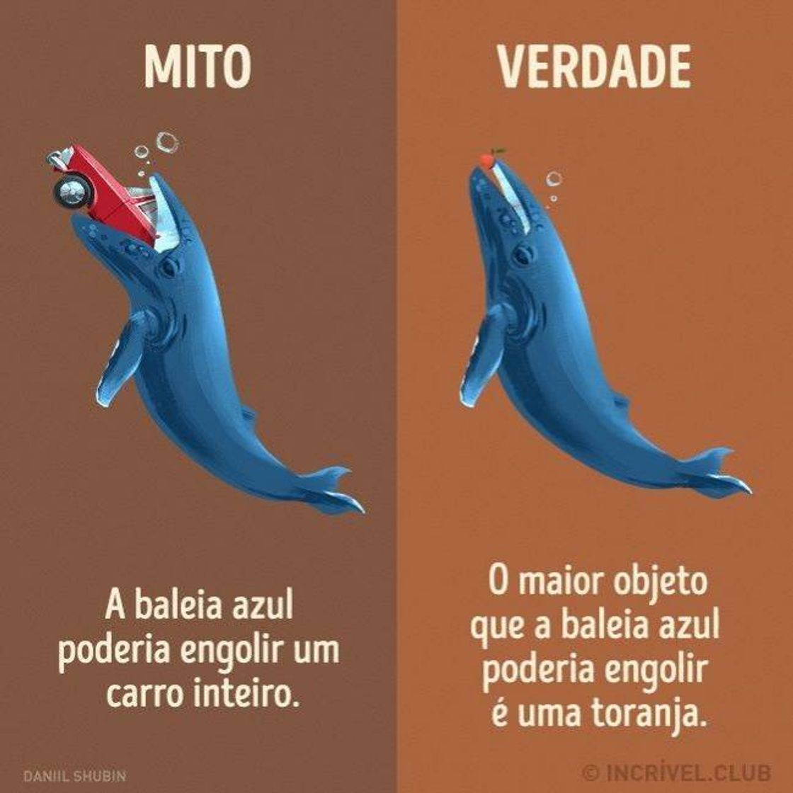 Social Curiosidade sobre baleia azul