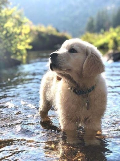 Cachorro na água 