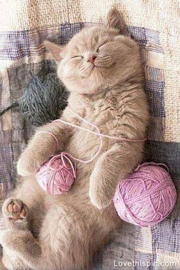 Social Gato fofo