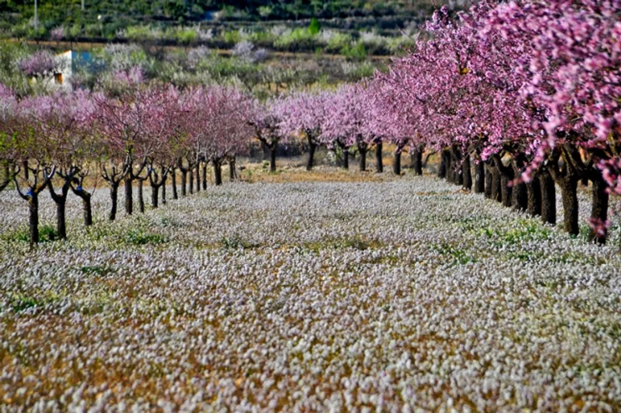 Place Almendros En Flor