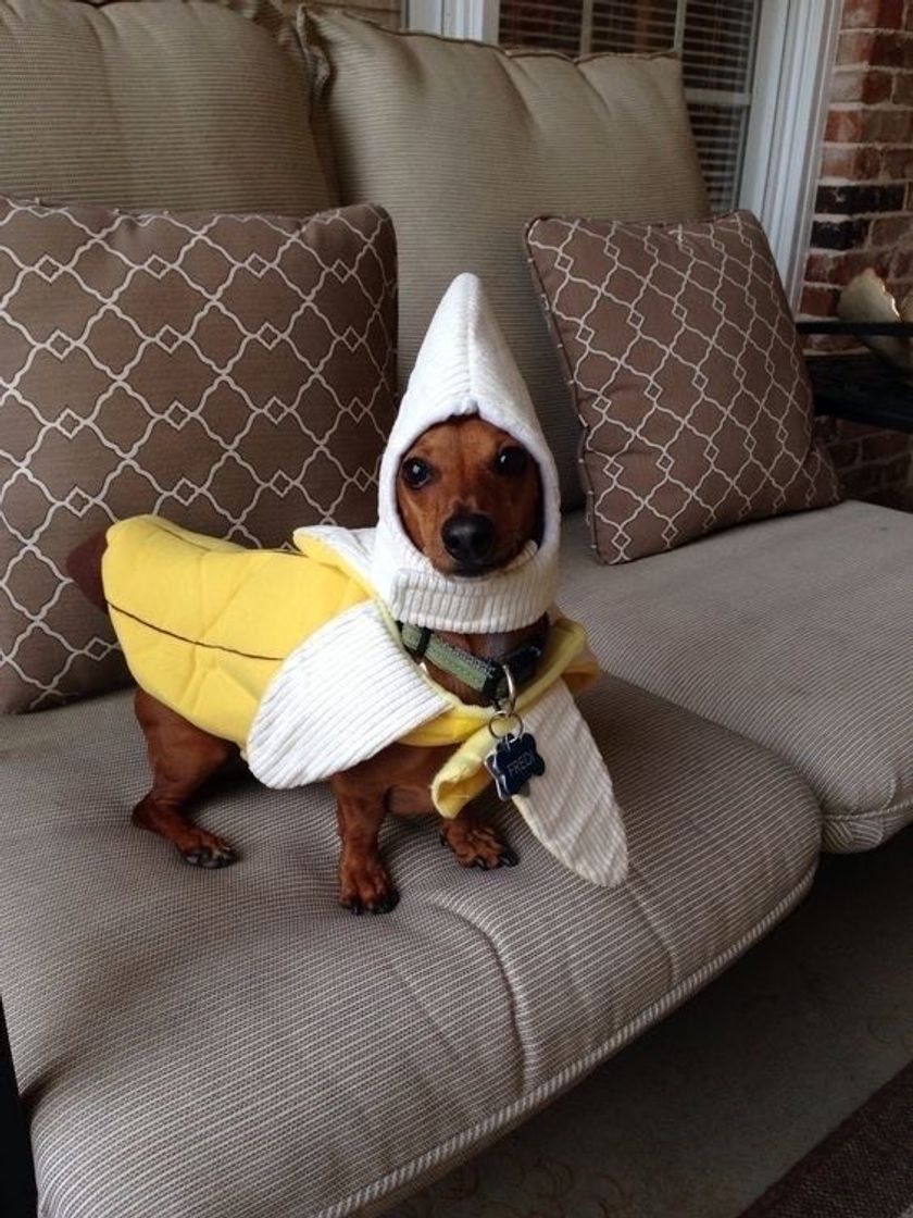 Moda Bananadog 