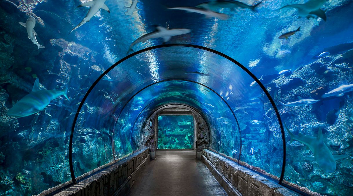 Place Shark Reef Aquarium at Mandalay Bay