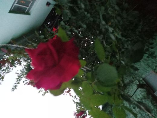 Rosa vermelha linda 