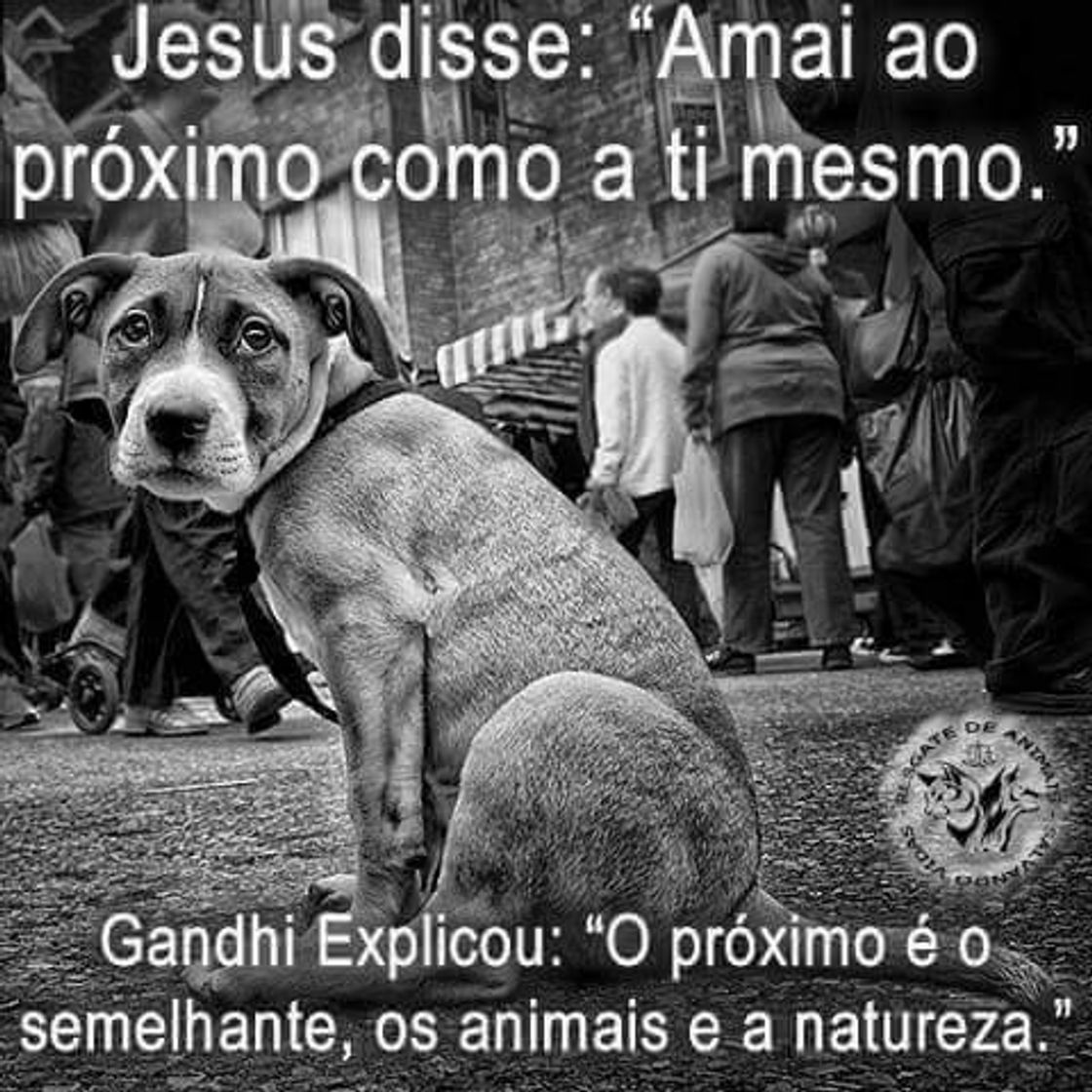 Moda Os animais também são gente