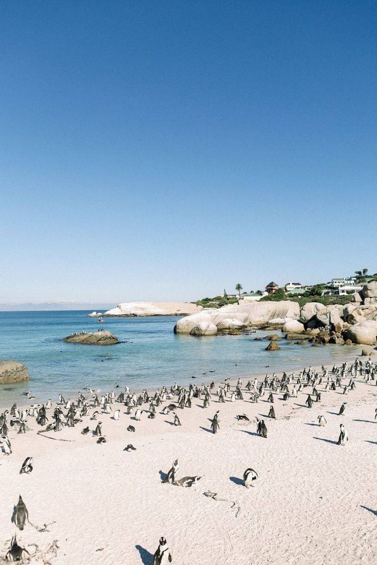 Fashion South Africa beach🐧