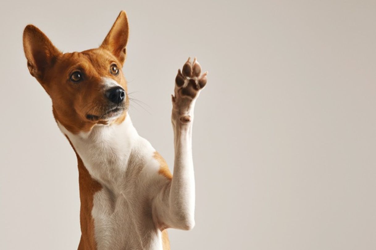 Moda Adorável cachorro basenji marrom e branco sorrindo e dando mais ...