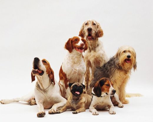 Bela foto de diferentes raças de cães descansando