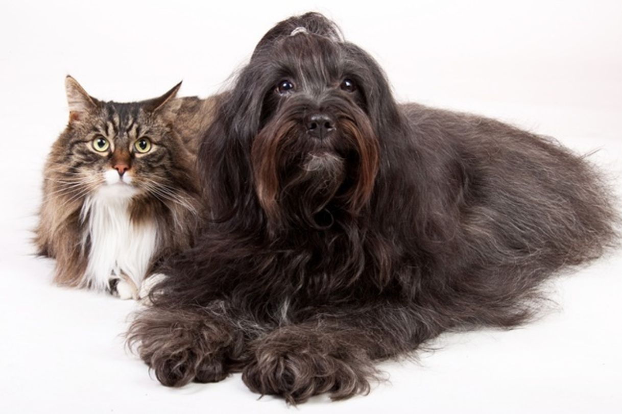 Moda Close de um gato e um cachorro isolado no branco