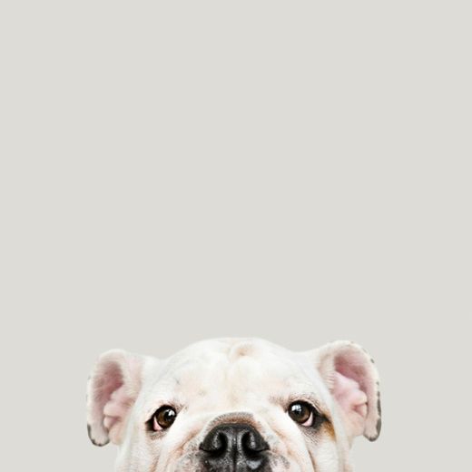 Retrato de cachorro adorável bulldog