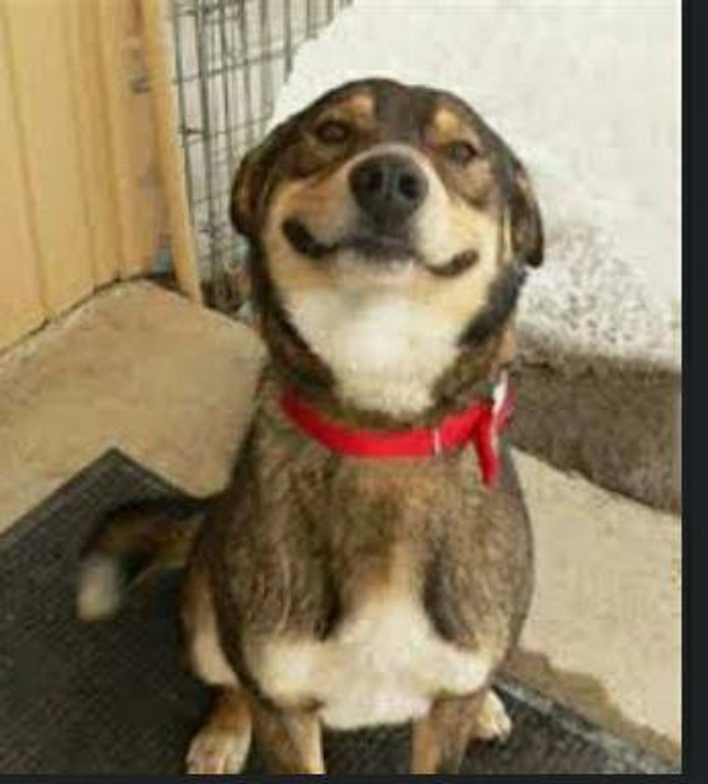 Social Cachorro sorrindo 
