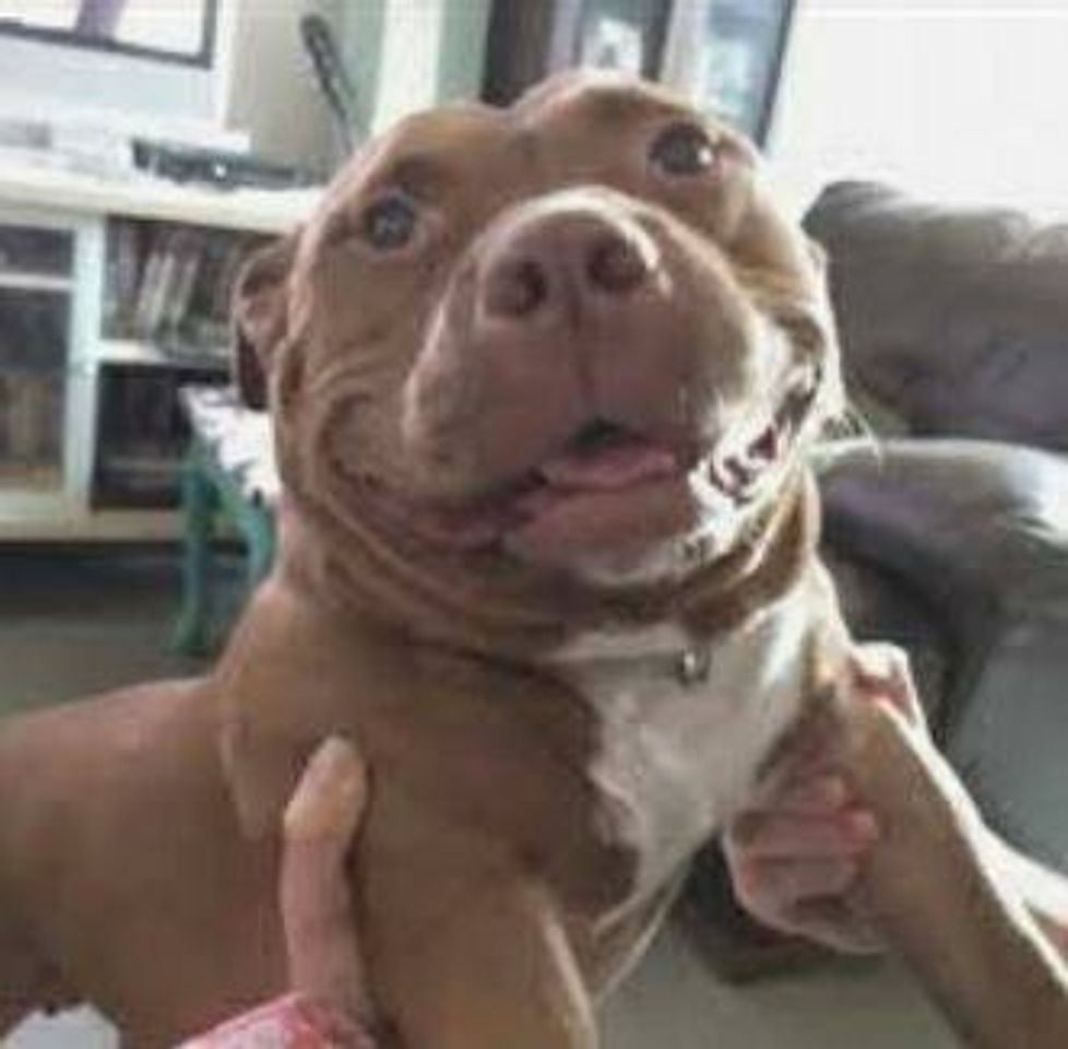 Social Cachorro sorrindo 