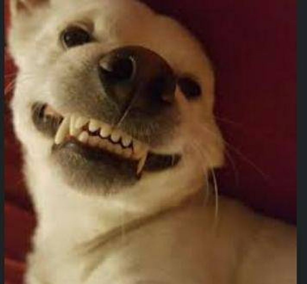 Social Cachorro sorrindo 