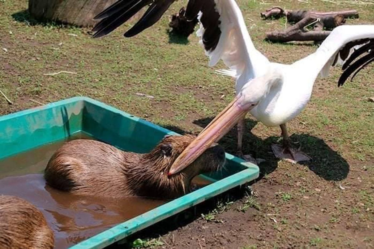 Moda Tentando com capivara