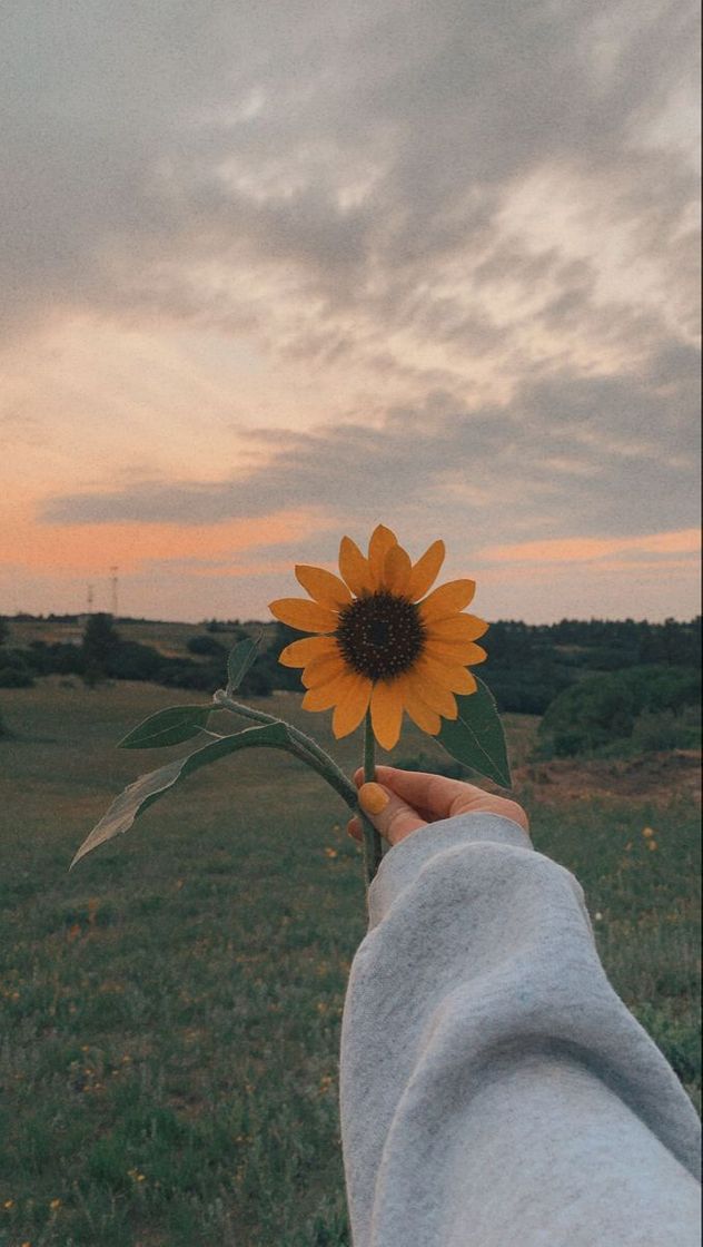 ✨🌻💛