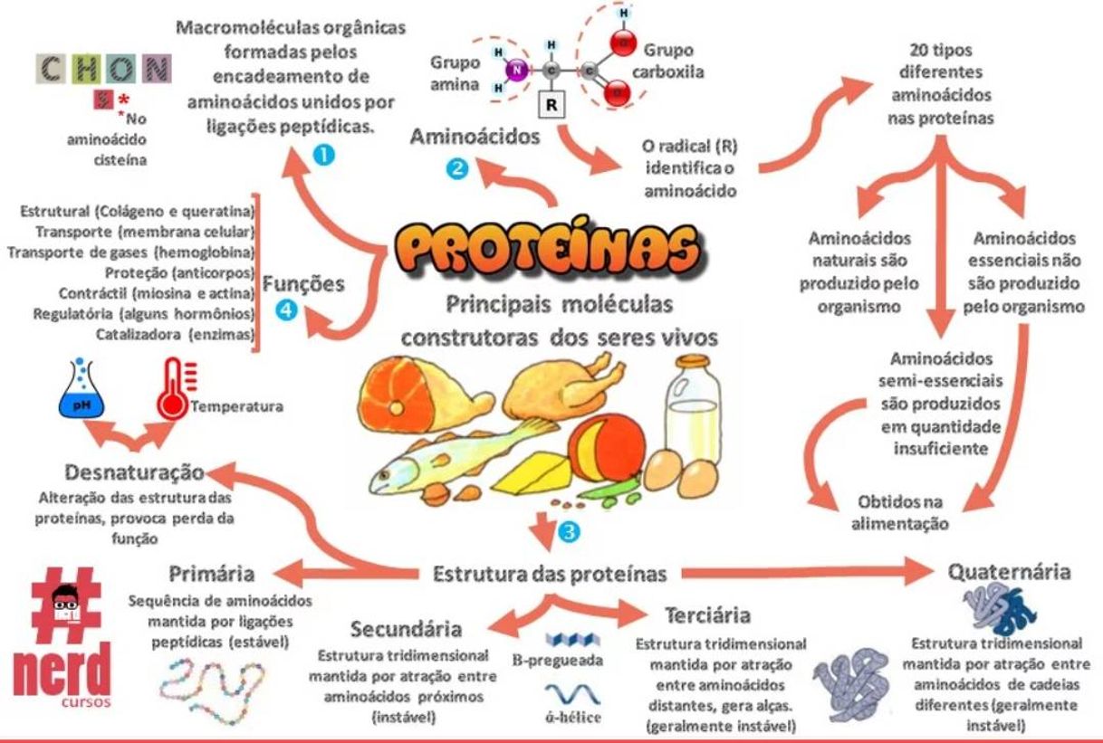 Fashion Mapas mentais - Biologia