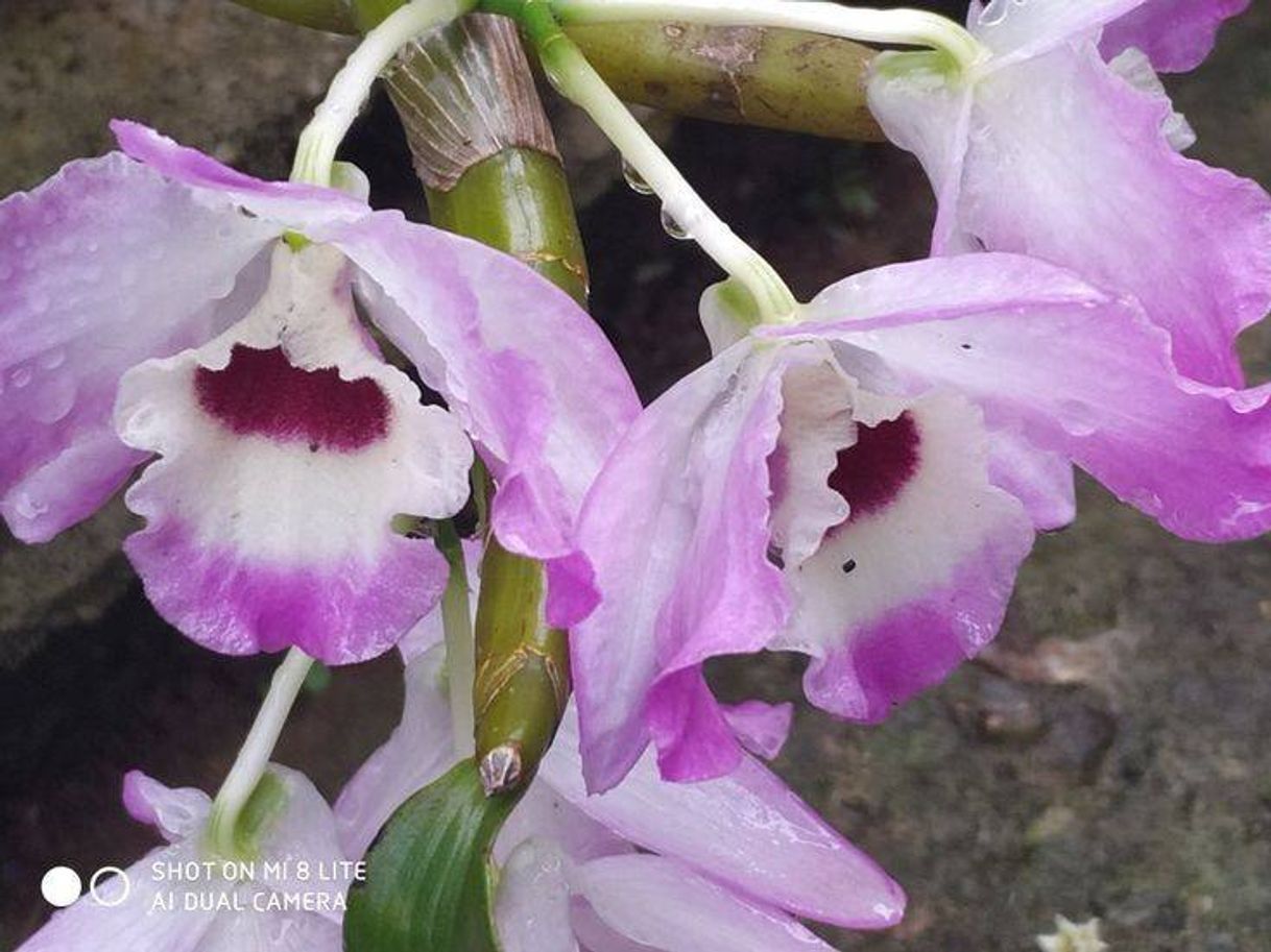 Fashion Orquídeas