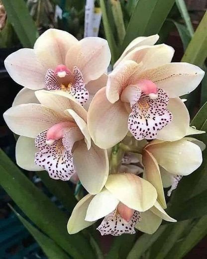 Orquídeas lindas maravilhosas 