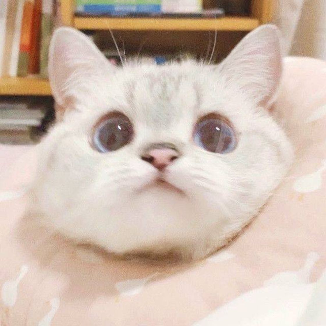 Gatinhos fofos ( cute cats)