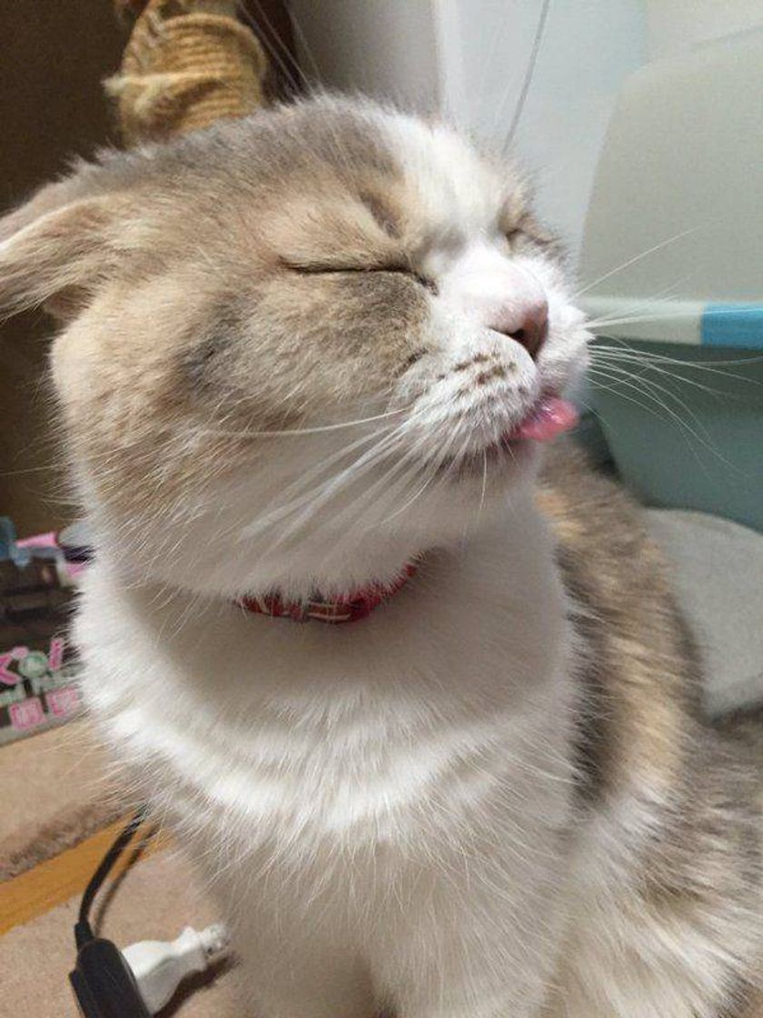 Gatinhos fofos