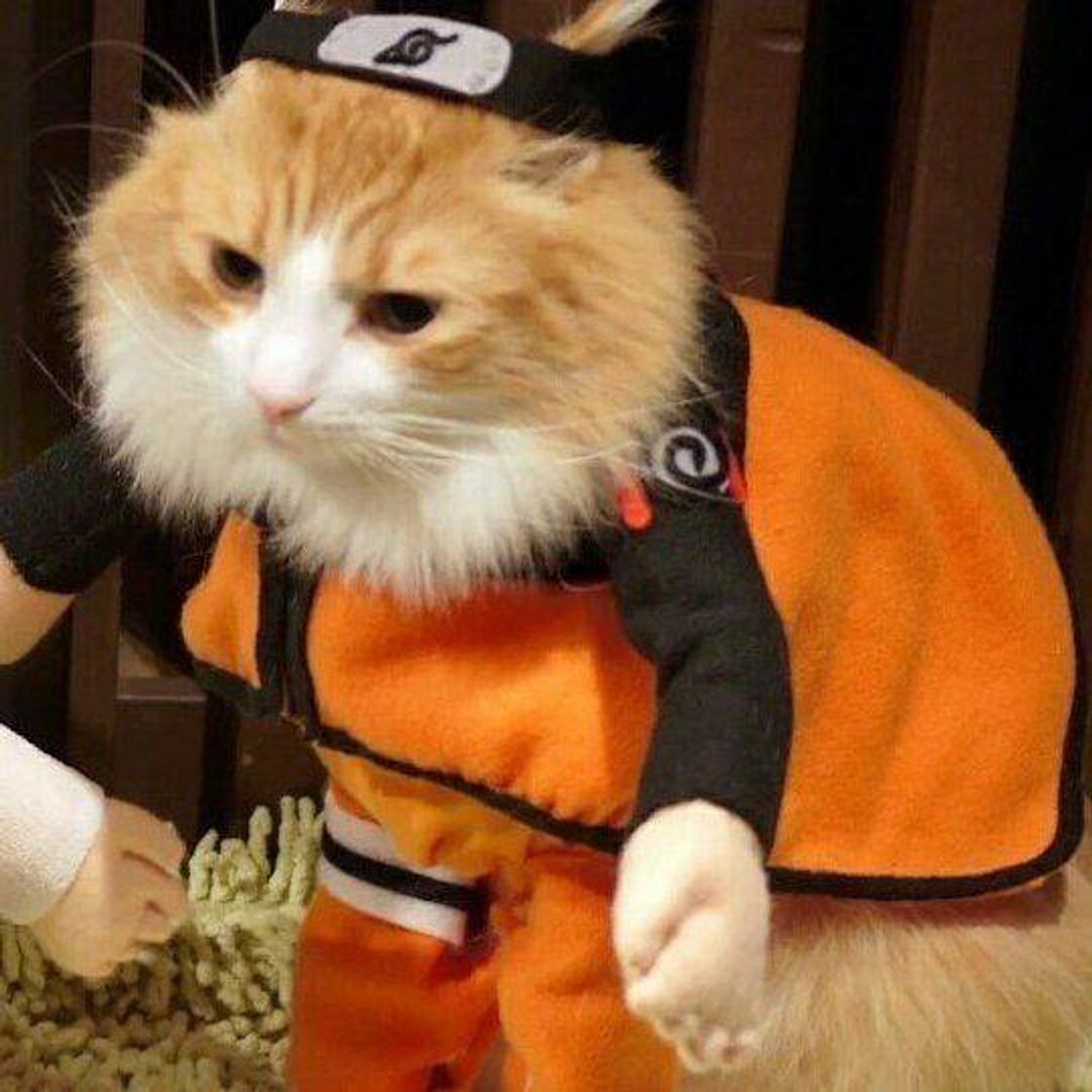 Gatinhos fofos (cute cats)