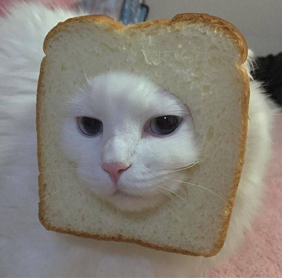 Gatinhos fofos (Cute cats)