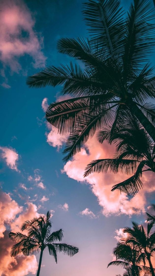 Social 🌴