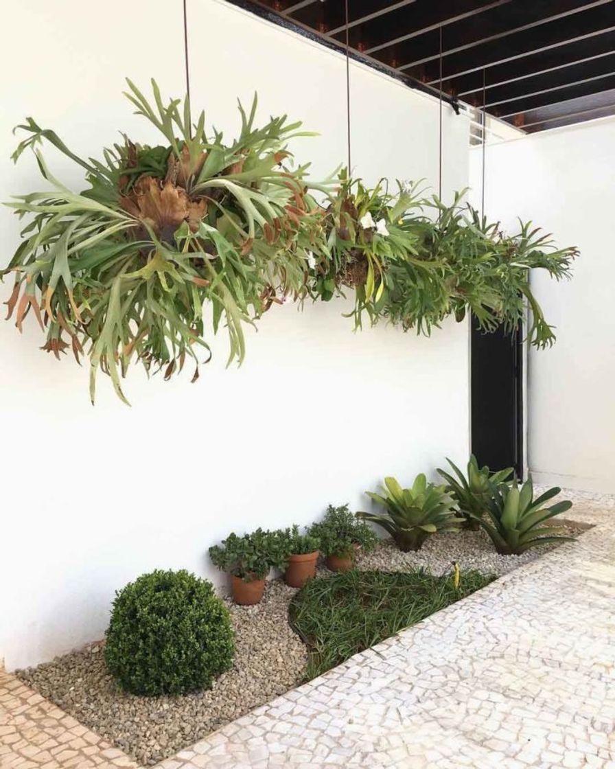 Fashion https://www.tuacasa.com.br/decoracao-com-plantas/amp/