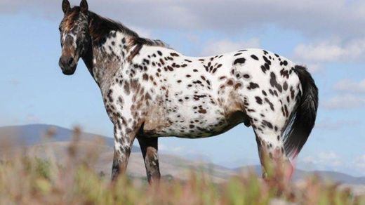 Appaloosa, another American boy (painted to😅) 