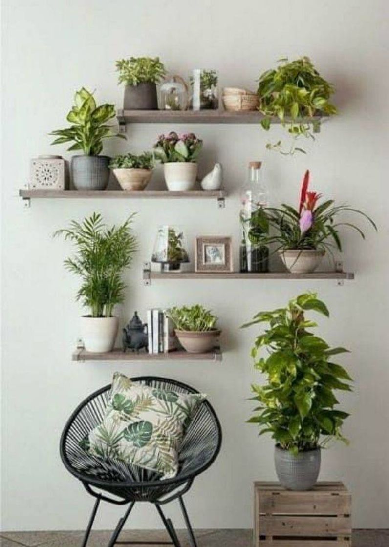 Social Plantas dentro de casa
