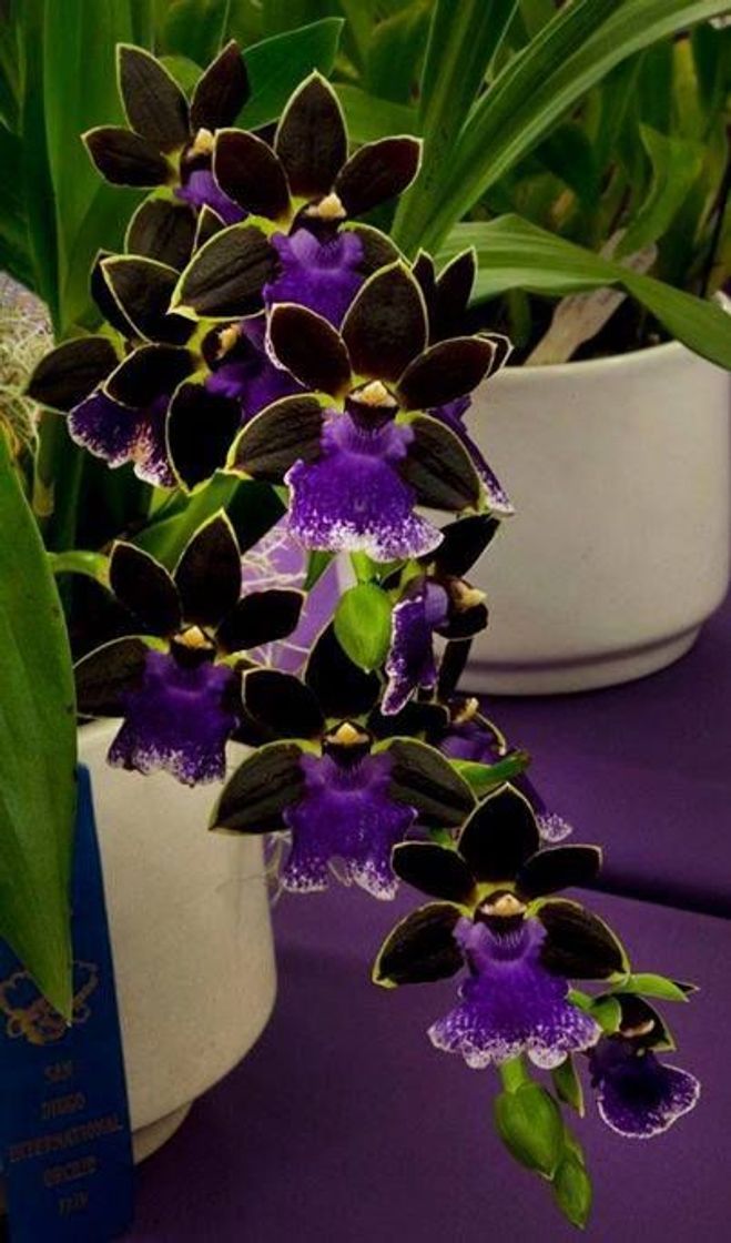 Moda Zygopetalum New Era 