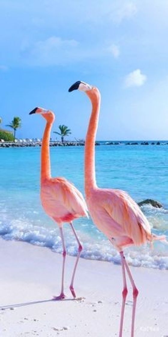 Fashion Flamingos 