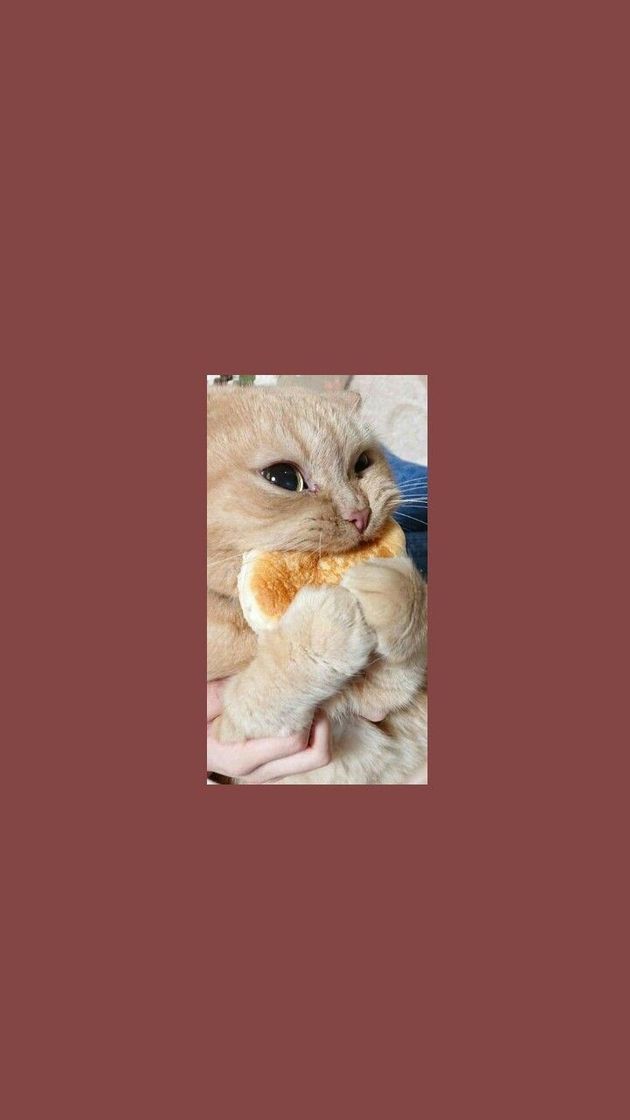 Fashion Cats Wallpapers