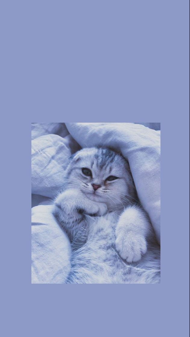 Social Cats Wallpapers
