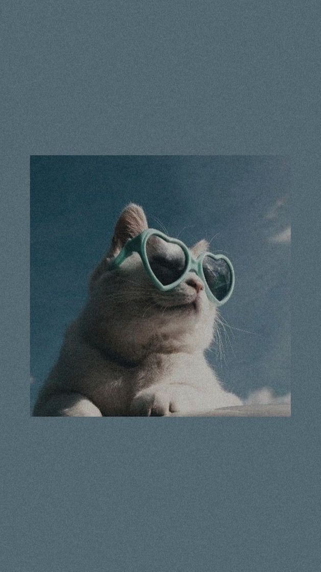 Social Cats Wallpapers