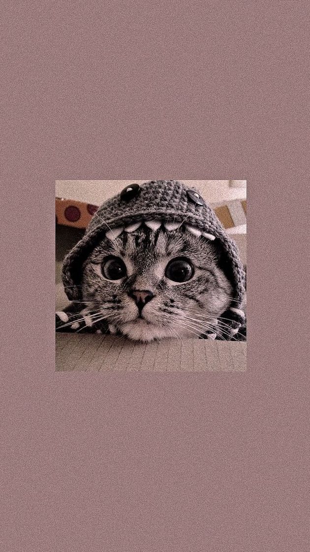 Social Cats Wallpapers