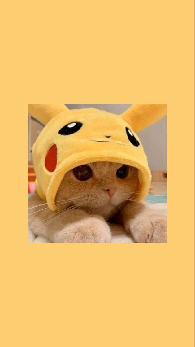 Social Cats Wallpapers
