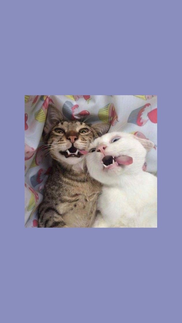 Social Cats Wallpapers