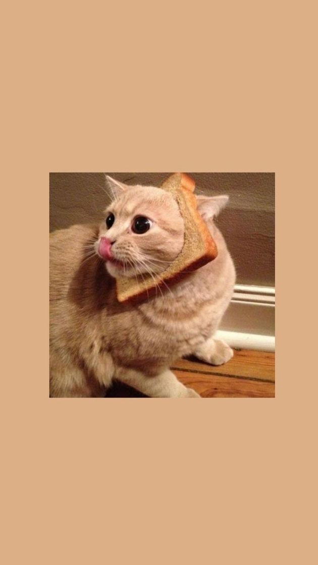 Social Cats Wallpapers