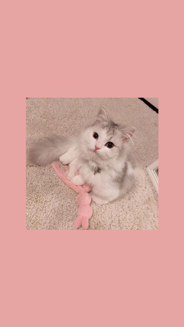 Social Cats Wallpapers