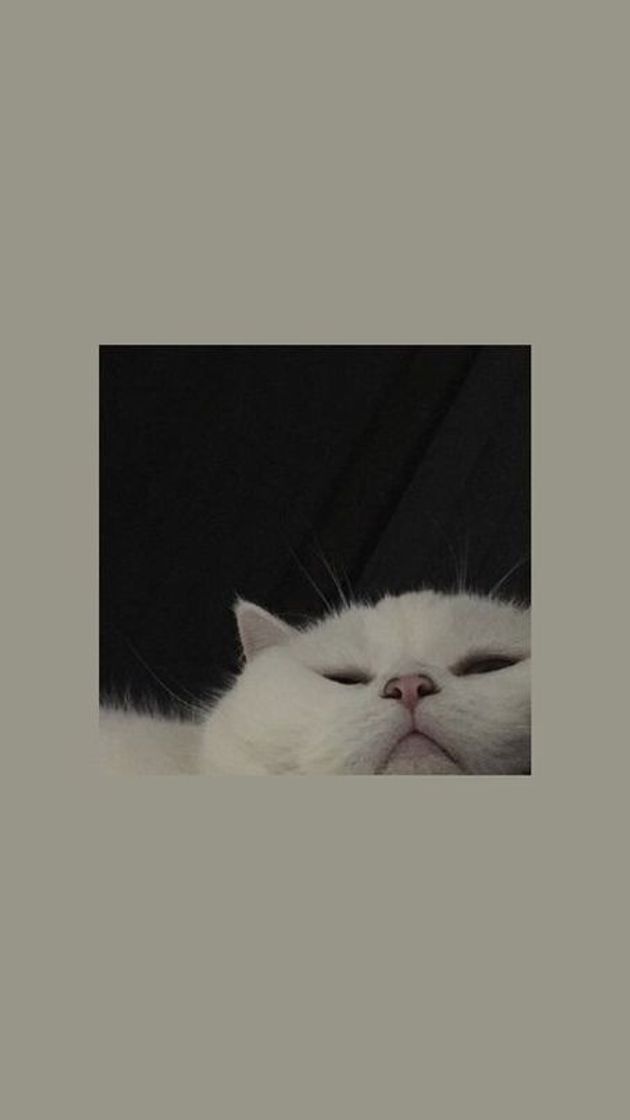 Social Cats Wallpapers