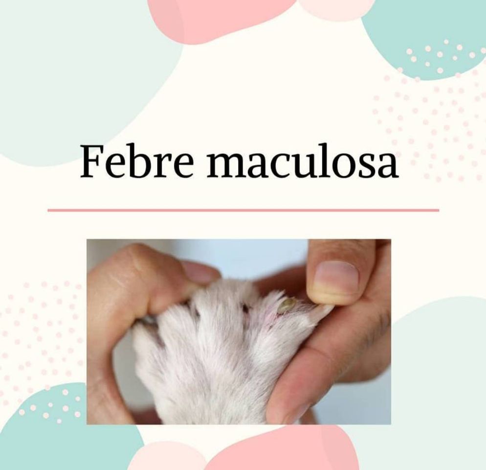 Moda Febre maculosa 