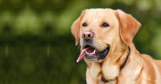 O labrador é bravo? 