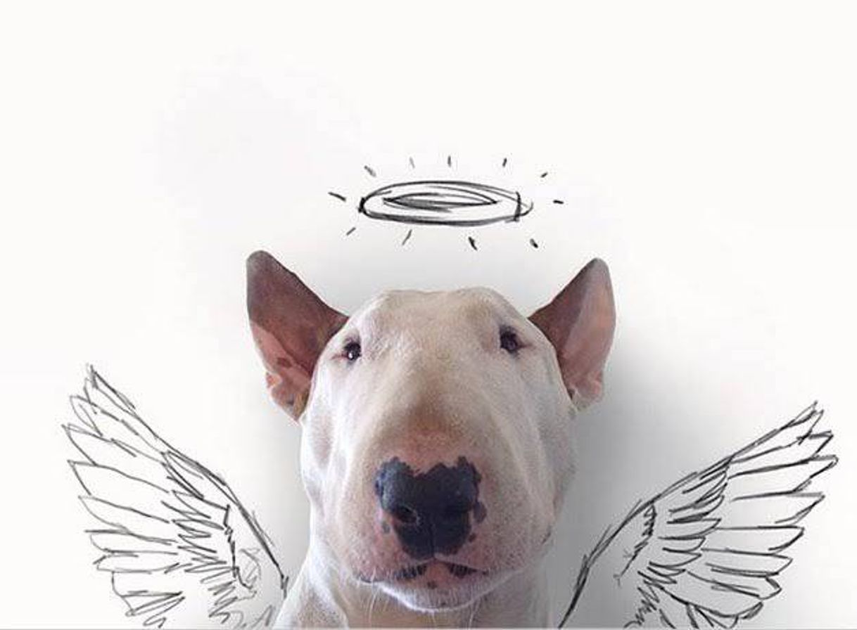 Moda Bull terrier