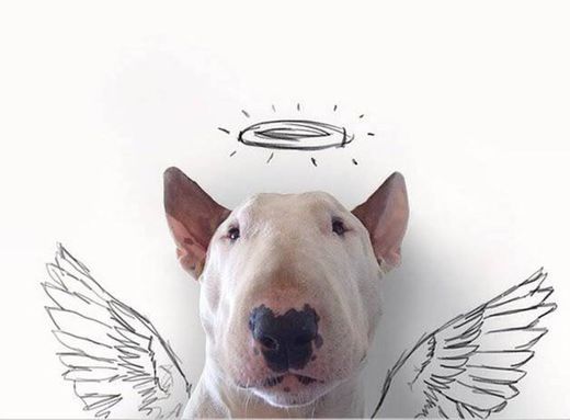 Bull terrier