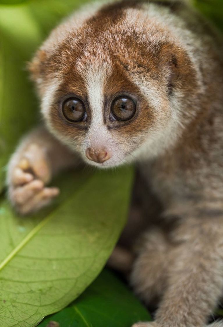 Fashion Slow Loris